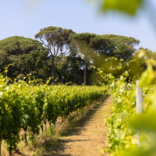 Domaine de Bourrian à Gassin, près de Saint-Tropez : domaine d’exception entouré de vignes, idéal pour mariages et événements de prestige en Provence.