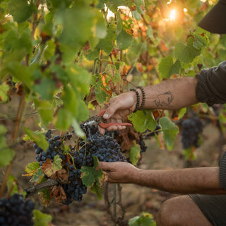 Le Domaine de Bourrian, situé à Gassin dans le Golfe de Saint-Tropez, offre un cadre provençal élégant pour mariages et événements haut de gamme.