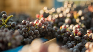 Le Domaine de Bourrian, situé à Gassin dans le Golfe de Saint-Tropez, offre un cadre provençal élégant pour mariages et événements haut de gamme.