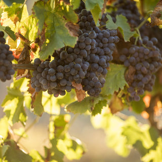 Situé à Gassin, à proximité de Saint-Tropez, le Domaine de Bourrian est un domaine d’exception au cœur du Golfe de Saint-Tropez. Entouré de vignes et de nature méditerranéenne, il offre un cadre authentique et élégant pour les mariages, événements privés et réceptions de prestige en Provence.